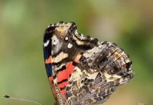 “Mariposa de la Tarde”: la odisea de una migrante solitaria