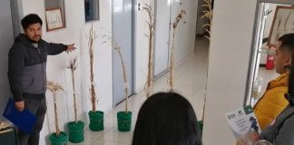 Miles de semillas y trigos centenarios alberga particular banco que resguarda parte del patrimonio vegetal del país