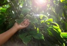 Nestlé se asocia con The Yield Lab Latam para impulsar emprendimientos de alto impacto que transforman el sector agrícola