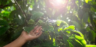 Nestlé se asocia con The Yield Lab Latam para impulsar emprendimientos de alto impacto que transforman el sector agrícola