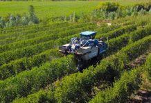 Portainjertos en la agricultura La importancia de su adaptación al cambio climático