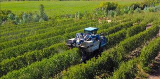 Portainjertos en la agricultura La importancia de su adaptación al cambio climático