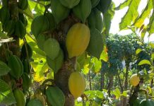 Productores de papayas