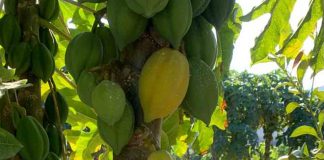Productores de papayas