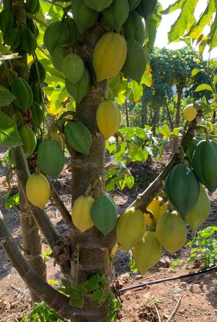 Productores de papayas