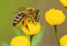 El algoritmo con el que se identificará el origen del polen de las abejas