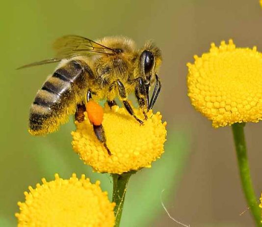 El algoritmo con el que se identificará el origen del polen de las abejas