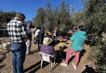 Tipo Verde Sevillana Olivicultores de Carrizalillo aprenden nuevas técnicas para elaborar aceitunas