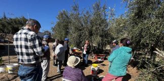 Tipo Verde Sevillana Olivicultores de Carrizalillo aprenden nuevas técnicas para elaborar aceitunas