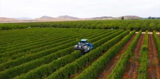 Agromillora 26 años innovando en la agricultura nacional