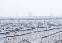 Cómo proteger los cultivos agrícolas durante las heladas