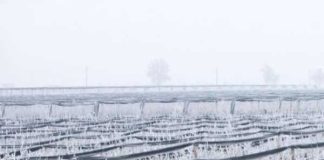 Cómo proteger los cultivos agrícolas durante las heladas