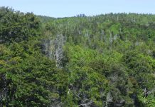 Consejo Consultivo analiza modificación al reglamentogeneral de la Ley 20283 de Bosque Nativo.