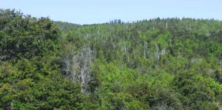 Consejo Consultivo analiza modificación al reglamentogeneral de la Ley 20283 de Bosque Nativo.