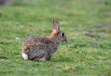 Control de plaga de conejos y liebres silvestres en el agro