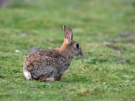 Control de plaga de conejos y liebres silvestres en el agro