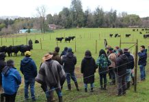 Cooprinsem impulsa la productividad ganadera con el lanzamiento de su nuevo Catálogo de Toros de Carne