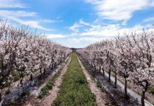 Desafíos de la producción agrícola: producir más con menos