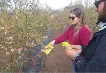 En encuentro internacional investigador de INIA mostró trabajos con fitohormonas que mejoran calidad de berries
