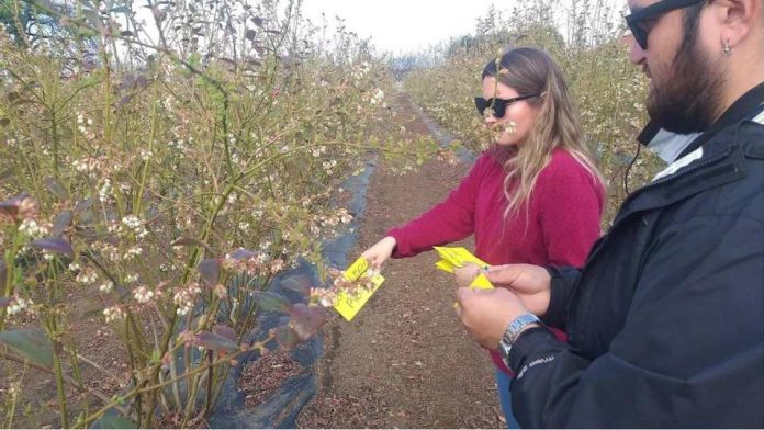 En encuentro internacional investigador de INIA mostró trabajos con fitohormonas que mejoran calidad de berries
