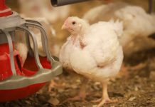 En granja de pollos Las Cornizas y procesos asociados Agrosuper renueva certificación en bienestar animal de American Humane