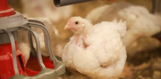 En granja de pollos Las Cornizas y procesos asociados Agrosuper renueva certificación en bienestar animal de American Humane