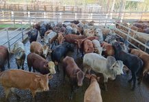 Ganaderos de la cooperativa Coopcarne conocen experiencia exportadora de carne de vacuno de Paraguay