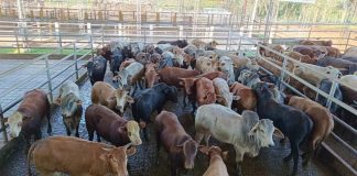 Ganaderos de la cooperativa Coopcarne conocen experiencia exportadora de carne de vacuno de Paraguay