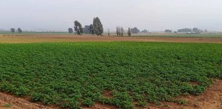 Hasta el 13 de julio CNR reitera convocatoria a regantes a participar de concurso dirigido a la pequeña agricultura y comunidades agrícolas