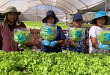 Horticultores de INDAP aumentan en 17% sus ingresos gracias a convenio con Unimarc