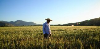 INDAP abre postulaciones a nuevo programa Cultivos Tradicionales