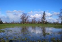 INIA entrega recomendaciones a ganaderos para que puedan enfrentar intensas lluvias en las regiones de Los Ríos y  Los Lagos