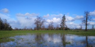 INIA entrega recomendaciones a ganaderos para que puedan enfrentar intensas lluvias en las regiones de Los Ríos y  Los Lagos