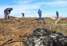 Inició restauración de bosque nativo a gran escala en la Región del Biobío