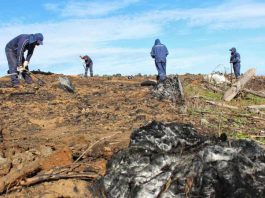 Inició restauración de bosque nativo a gran escala en la Región del Biobío