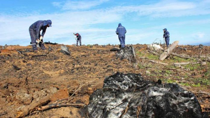 Inició restauración de bosque nativo a gran escala en la Región del Biobío