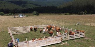 Investigaciones Ulagos contribuyen a resaltar rol de la insularidad en Guaitecas y diversidad presente en la agricultura familiar chilena