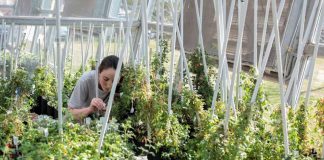 La Comisión Europea oficializa propuesta para regular favorablemente variedades de plantas obtenidas con Nuevas Técnicas Genéticas (NGT)