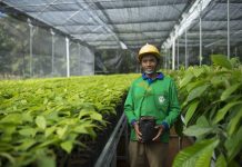 Mondelēz busca producir de manera sustentable el cacao para su chocolate