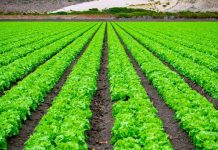 Plataforma chilena centraliza datos clave para una toma de decisiones eficiente en la agricultura