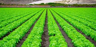 Plataforma chilena centraliza datos clave para una toma de decisiones eficiente en la agricultura