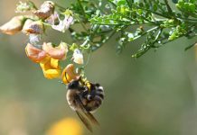 Presentan avances en el desarrollo de atrayente artificial y estrategia de polinización para el cultivo de palto