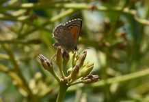 Presentan avances en prácticas para aumentar flora nativa en huertos de palto