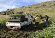 Primera plantación demostrativa de programa que promueve adaptación al cambio climático en Rapa Nui