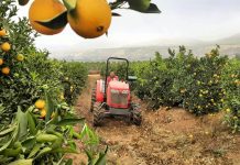 Productores de cítricos prueban tecnología que anticipa si su fruta tendrá el calibre para exportación