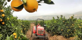 Productores de cítricos prueban tecnología que anticipa si su fruta tendrá el calibre para exportación