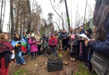 Proyecto de restauración de bosque nativo proporciona beneficios para cerca de 3200 personas