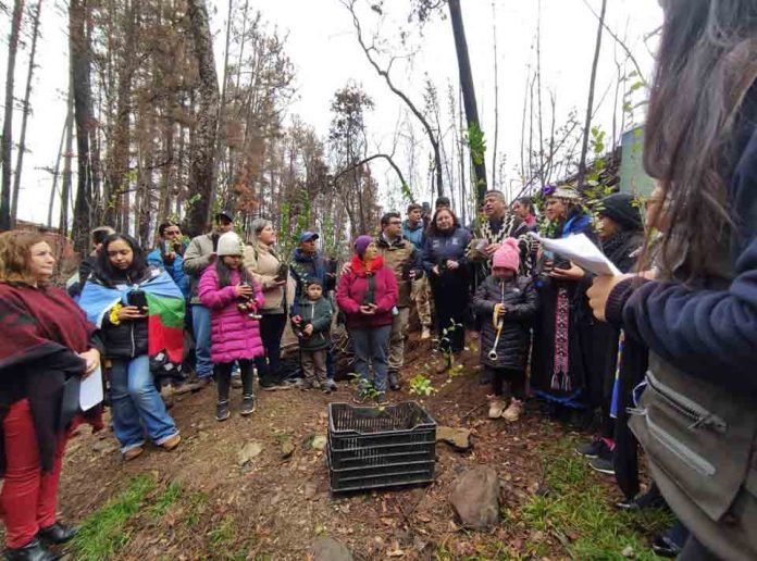 Proyecto de restauración de bosque nativo proporciona beneficios para cerca de 3200 personas
