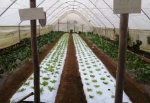 Realizan taller sobre optimización del uso y eficiencia de invernaderos para producción de hortalizas en el sur de Chile