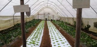 Realizan taller sobre optimización del uso y eficiencia de invernaderos para producción de hortalizas en el sur de Chile